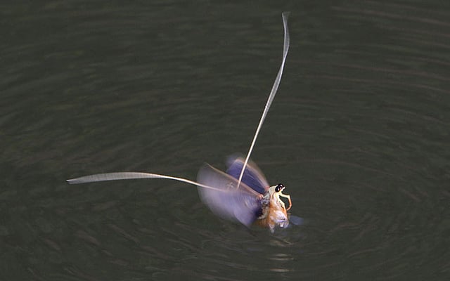 Long-tailed mayflies (Palingenia longicauda) mate on the surface of the Tisza river near Tiszainoka,Hungary, June 18, 2015. Photo: Reuters