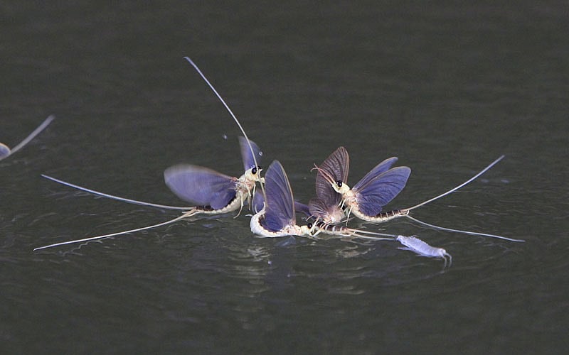 Long-tailed mayflies (Palingenia longicauda) mate on the surface of the Tisza river near Tiszainoka, Hungary, June 18, 2015. Photo: Reuters