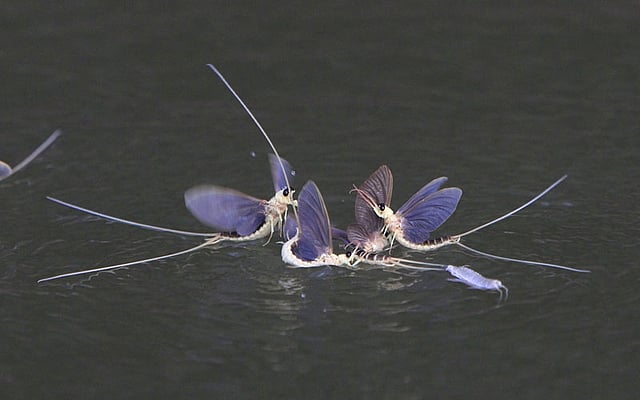 Long-tailed mayflies (Palingenia longicauda) mate on the surface of the Tisza river near Tiszainoka, Hungary, June 18, 2015. Photo: Reuters