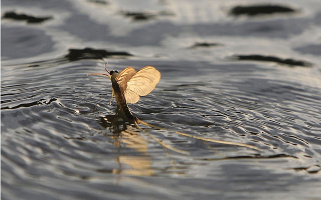 Long-tailed mayflies (Palingenia longicauda) mate on the surface of the Tisza river near Tiszainoka, Hungary, June 18, 2015. Photo: Reuters