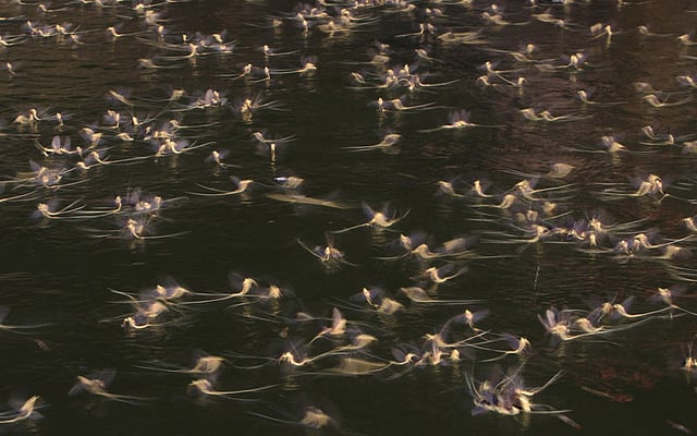 Long-tailed mayflies (Palingenia longicauda) mate on the surface of the Tisza river near Tiszainoka, Hungary, June 18, 2015. Photo: Reuters