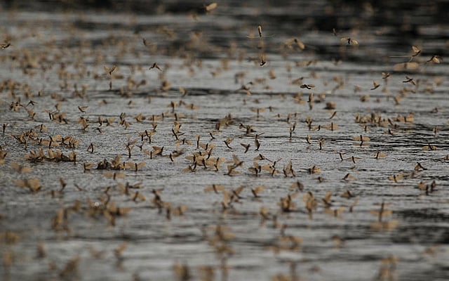 Long-tailed mayflies (Palingenia longicauda) mate on the surface of the Tisza river near Tiszainoka, Hungary, June 18, 2015. Photo: Reuters