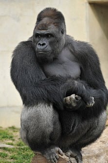 This handout picture released from the Higashiyama Zoo and Botanical Gardens on June 26, 2015 shows giant male gorilla Shabani, weighing around 180kg at the Higashiyama Zoo in Nagoya in Aichi prefecture, central Japan. The 18-year-old silverback with brooding good looks and rippling muscles is causing a stir at the Japanese zoo, with women flocking to check out the hunky pin-up. AFP PHOTO