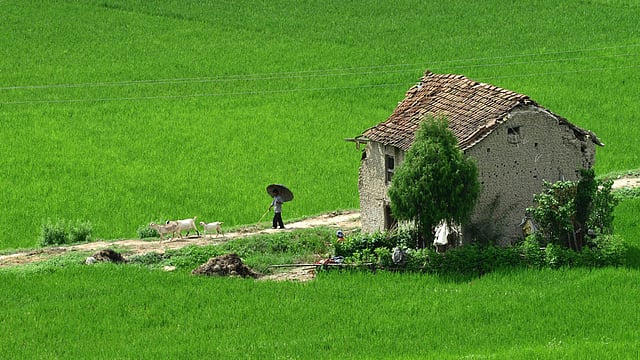 A Nepalese farmer walks through a paddy field to his home at the village of Khokana, on the outskirts of Kathmandu on August 14, 2105. Photo: AFP