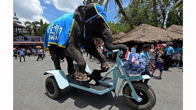 An elephant rides a tri-cycle to promote a Bike for Mom event in Pattaya on August 12, 2015. The Bike for Mom campaign, a 43-kilometre ride through the Thai capital, will be held on August 16 to commemorate Thai Queen Sirikit