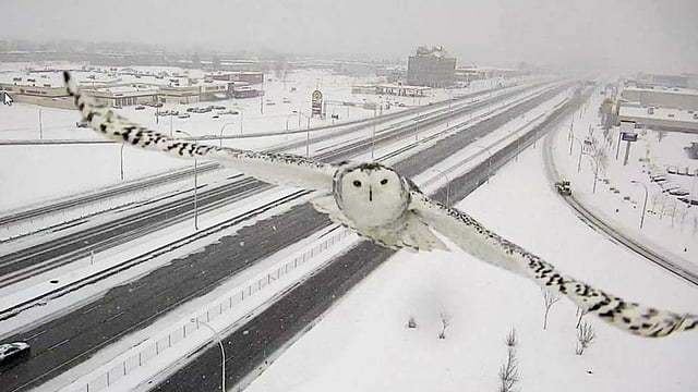 A snowy owl is seen approaching a Canadian road network surveillance camera on Highway 40 on the West Island of Montreal, Canada, in this still image from video taken January 3, 2016. Photo: Reuters