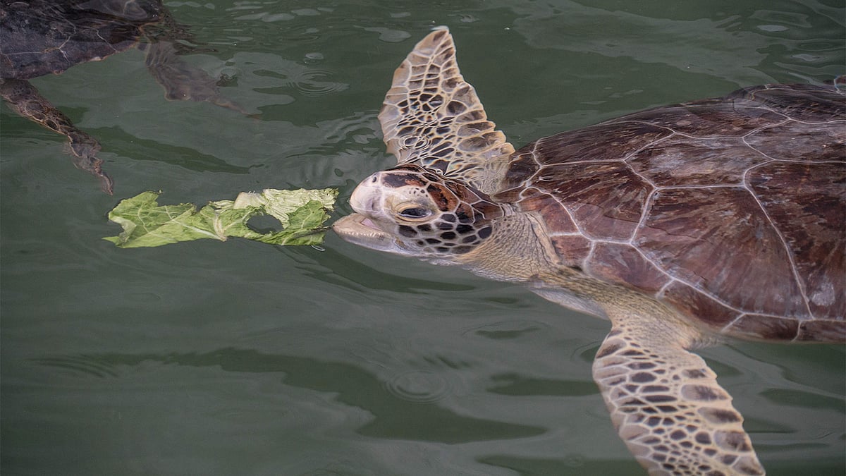 Green sea turtles of Florida and the Pacific coast of Mexico are no longer considered `endangered,` US officials said Tuesday, hailing decades of conservation for saving the long-imperiled creatures. Photo: AFP