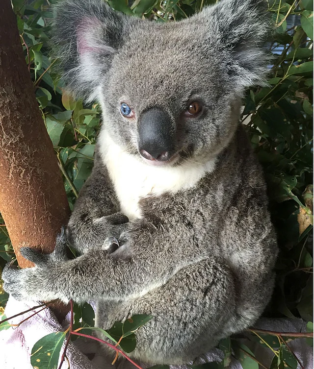 This undated handout photo received from Australia Zoo on July 12, 2016 shows a koala named Bowie with different coloured eyes at the zoo, north of Brisbane. Photo : AFP