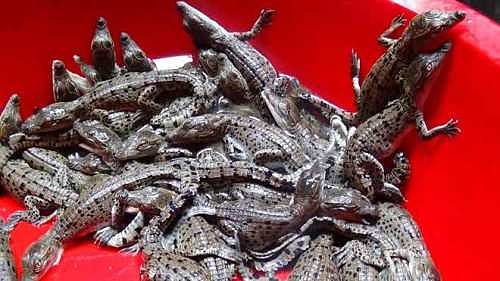 27 baby crocodiles were hatched out from the eggs of Pilpil and 20 others from that of Juliet, 85 days after they laid the eggs. Photo: UNB