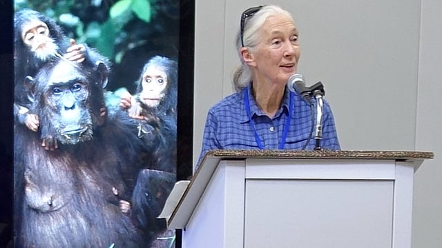 Primatologist Jane Goodall speaks at a session of the International Union for Conservation of Nature World Conservation Congress in Honolulu, Hawaii, on on 2 September, 2016. Photo: AFP