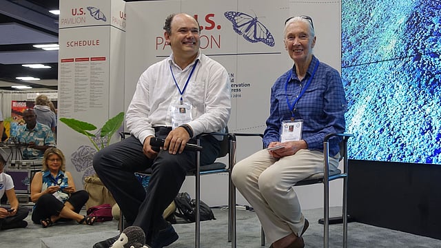 Primatologist Jane Goodall and Lilian Pintea, vice president of conservation science at the Jane Goodall Institute, prepare to speak at a session about mapping technology and chimpanzee forest restoration on 2 September, 2016 at the International Union for Conservation of Nature World Conservation Congress in Honolulu, Hawaii. Photo: AFP