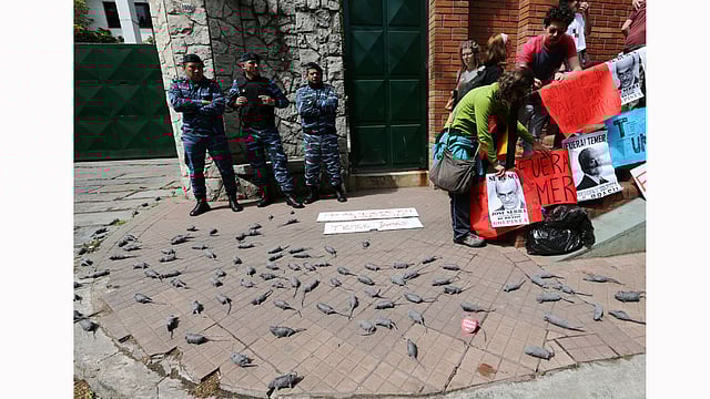 Mock rats are placed by demonstrators on the sidewalk of the Olivos Presidential residence during a protest against the visit of the Brazilian President Michel Temer in Buenos Aires, Argentina. Photo: Reuters