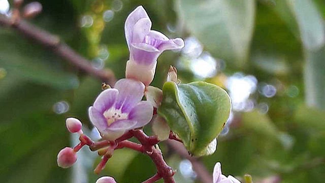 A starfruit coupled with flowers hang from a branch of a tree in Hili area of Dinajpur recently. Photo: ASM Alamgir