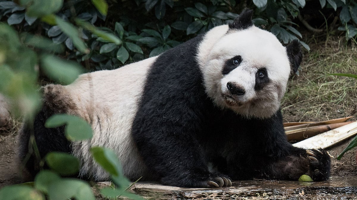 In this file photograph taken on July 28, 2015, giant panda Jia Jia looks on during her 37th birthday at an amusement park in Hong Kong, making her the oldest giant panda ever kept in captivity, ageing to the equivalent of more than 100 in human terms. Photo: AFP