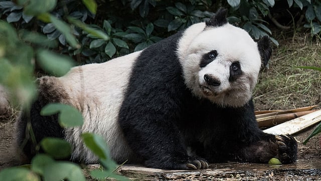In this file photograph taken on July 28, 2015, giant panda Jia Jia looks on during her 37th birthday at an amusement park in Hong Kong, making her the oldest giant panda ever kept in captivity, ageing to the equivalent of more than 100 in human terms. Photo: AFP