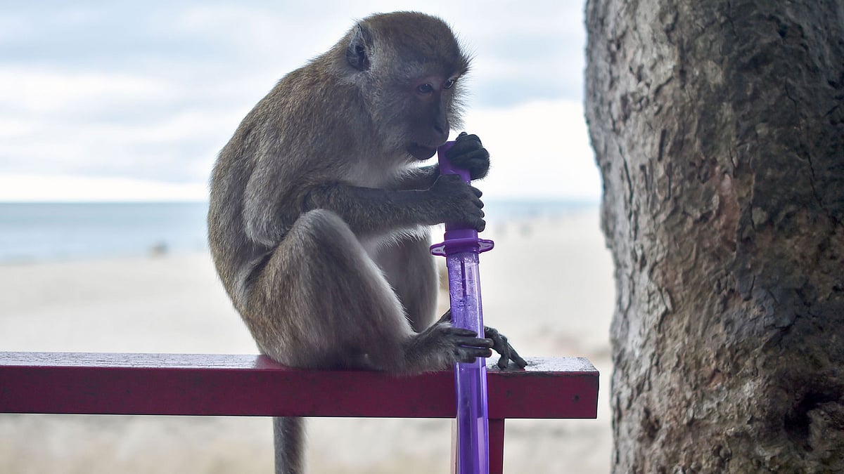 A wild macaque monkey holds a toy sword lefts by a pedestrian at Teluk Cempedak beach on the outskirts of Kuantan. Photo: AFP