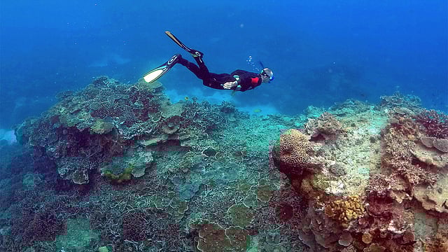 A man snorkels in an area called the `Coral Gardens` near Lady Elliot Island, on the Great Barrier Reef, northeast of Bundaberg town in Queensland, Australia, June 11, 2015. Photo: Reuters