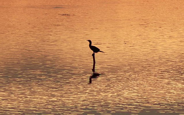 A lone Cormorant waits on water to catch fish. This photo was taken at Baorkandi Haor in Sylhet. Photo: Anis Mahmood