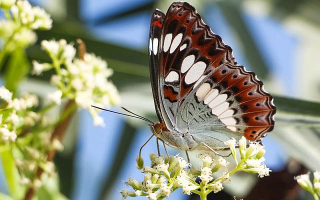 A colourful butterfly collects nectar from a flower. This photo was snapped in Khulna<SNG-QTS>s Dumuria upazila. Photo: Saddam Hossain