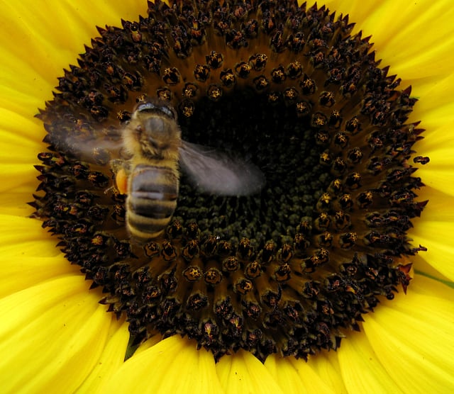 A bee lands on a sunflower to gather pollen in Encinitas. Reuters