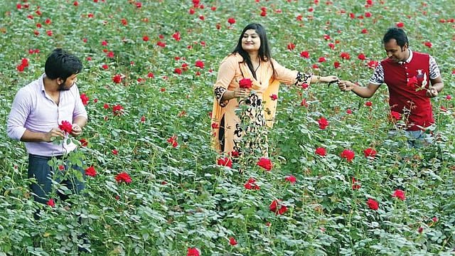 Blood red roses are everywhere in Sadullapur, Shaympur, Kamalpur and Bangnibari villages in Birulia union of Savar, on the outskirts of Dhaka city. Photo: Saiful Islam