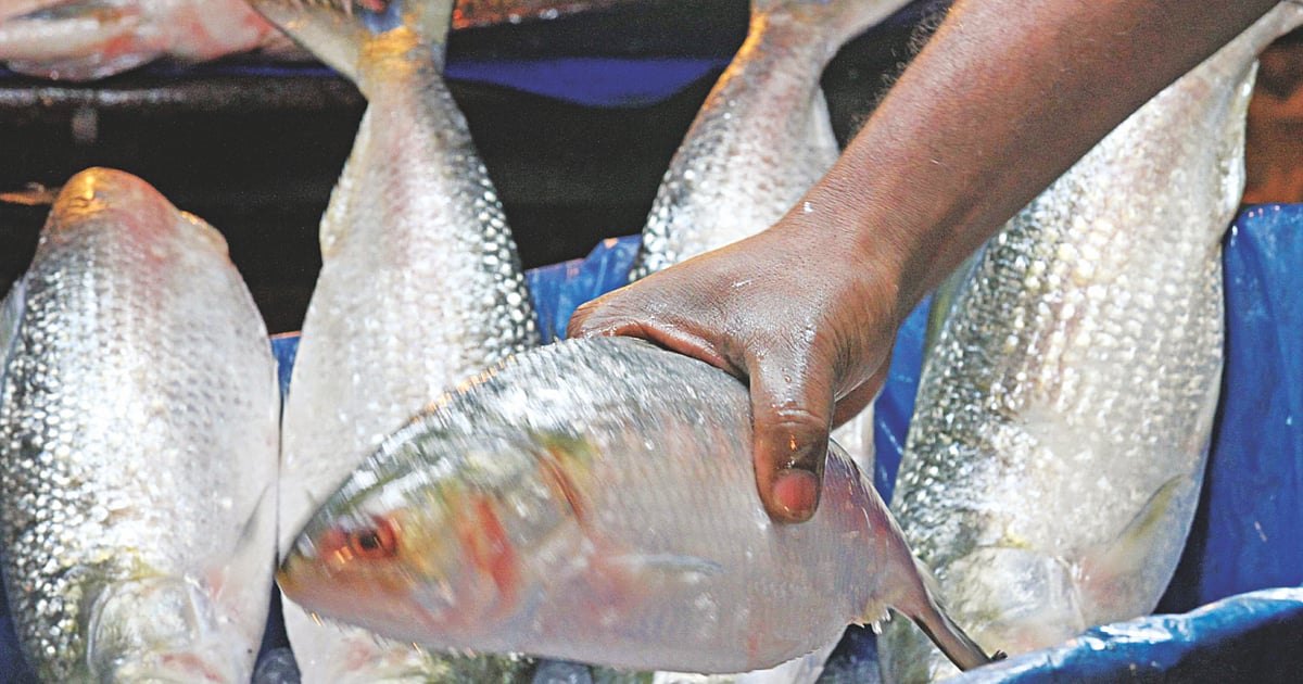 Hilsa production declines due to harsh nature, human greed