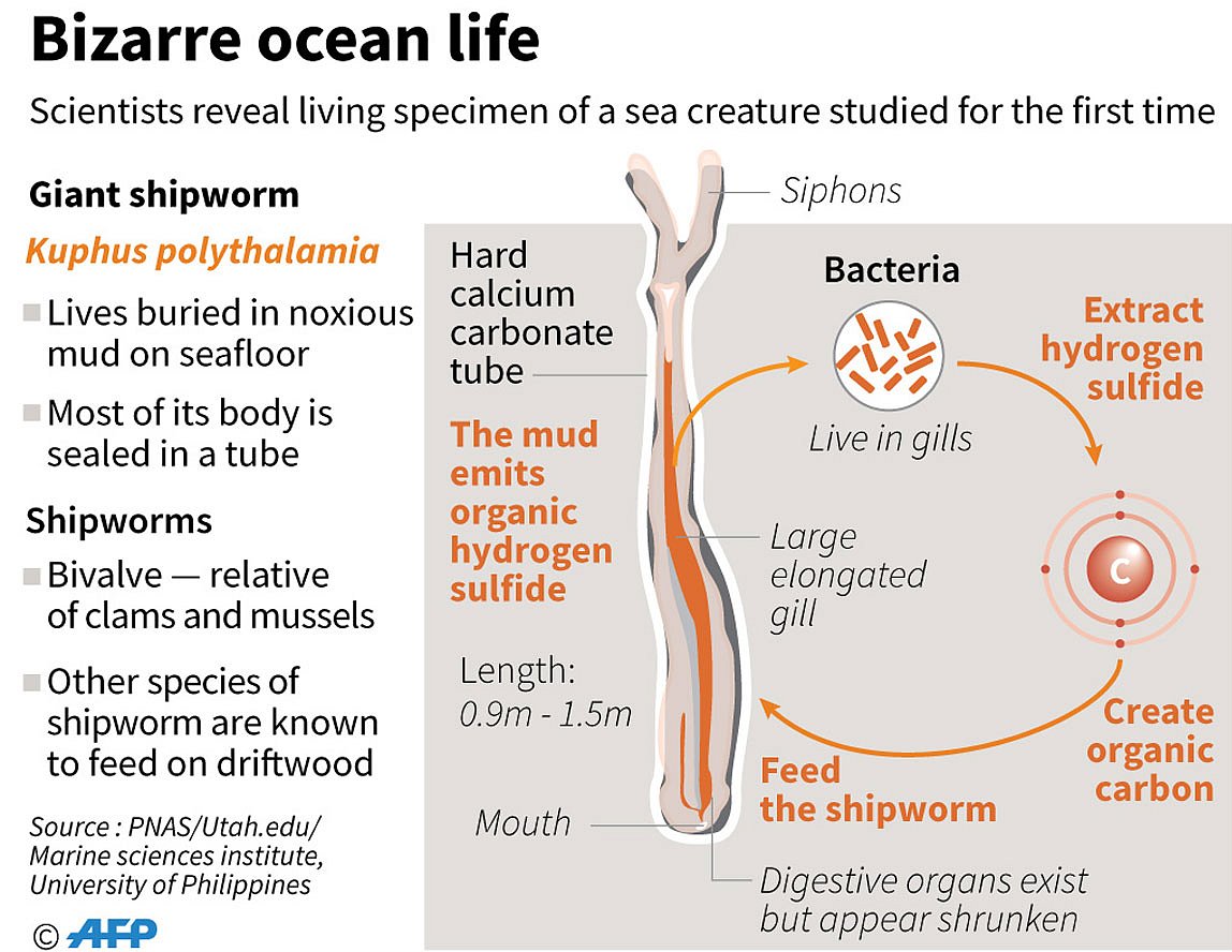 Factfile on a giant shipworm, described for the first time in research published in the journal Proceedings of the National Academy of Sciences. AFP