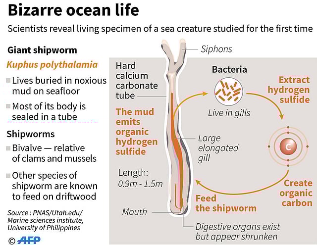 Factfile on a giant shipworm, described for the first time in research published in the journal Proceedings of the National Academy of Sciences. AFP