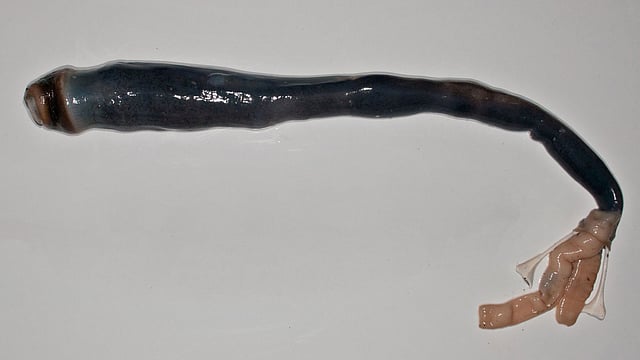 The length of a giant shipworm, a species never before studied, after removal from its shell, at a laboratory in Manila. Photo: AFP