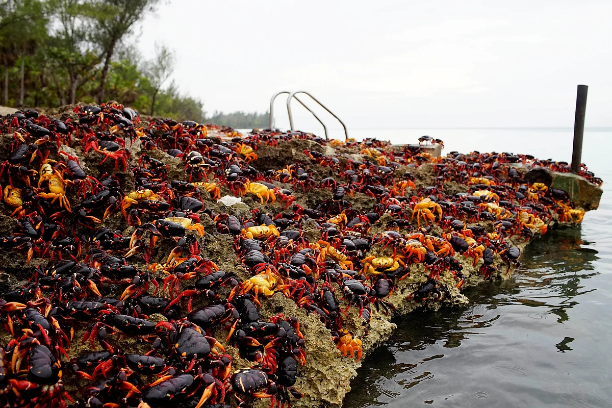 Crabs coming from the surrounding forests gather near the sea to spawn in Playa Giron, Cuba. Reuters