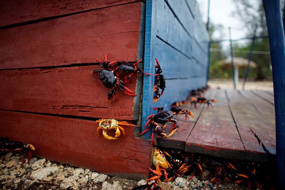 Crabs coming from the surrounding forests climb a food hut on their way to spawn in the sea in Playa Giron, Cuba. Reuters
