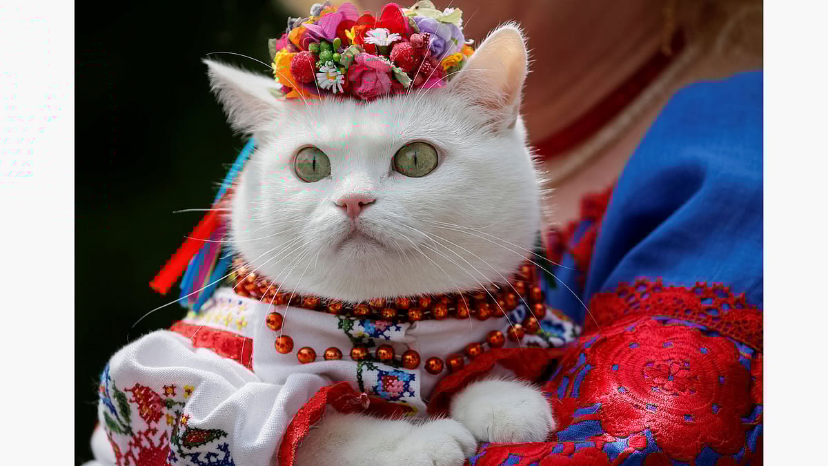 A woman dressed in a traditional Ukrainian embroidered shirt holds her cat as she take part in an embroidered shirt parade in central Kiev, Ukraine, May 27, 2017. Photo: Reuters