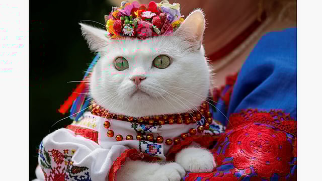 A woman dressed in a traditional Ukrainian embroidered shirt holds her cat as she take part in an embroidered shirt parade in central Kiev, Ukraine, May 27, 2017. Photo: Reuters