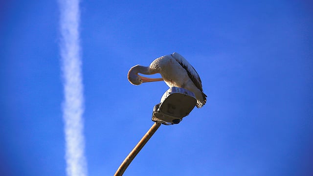 A plane`s trail and the moon can be seen behind a Pelican, Australia`s largest flying bird, as it cleans itself atop a street light on an Autumn day in the northern beaches suburb of Narrabeen in Sydney, Australia, May 30, 2017. Reuters