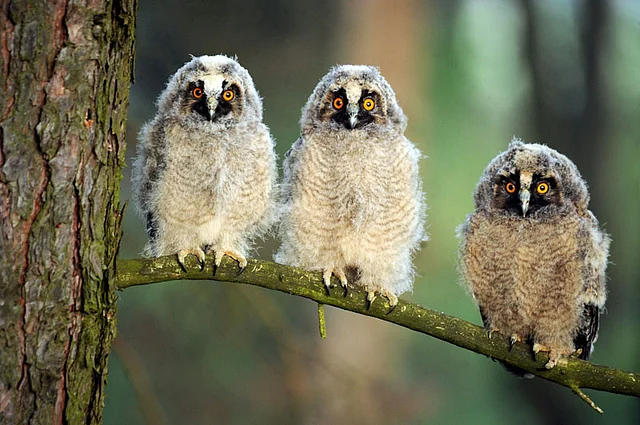 Three long-eared owl chicks sit on a tree branch during sunrise at a wildlife sanctuary near the village of Vygonoshchi, some 270 km southwest of Minsk, on June 6, 2017. AFP