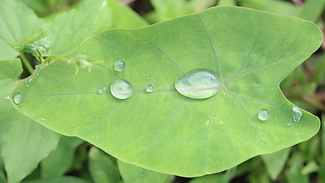 Drop of water on an arum leaf at Anandanagar area of Khagrachhari: Photo: Nirob Chowdhury