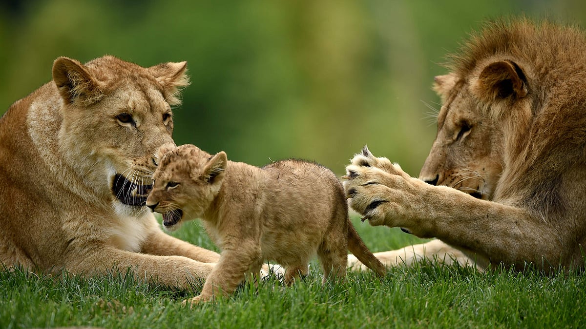 A Lion cub born on 15 April, 2017 is pictured inside the new enclosure La Terre des Lions at the Zooparc of Beauval.  Photo: AFP