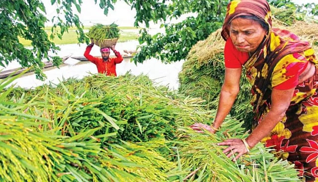 This photo taken from Shanir haor area in Sunamganj after the flood. Photo: Prothom Alo