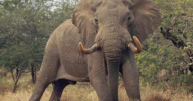 elephant