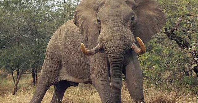 elephant