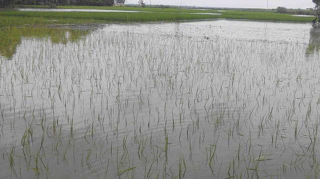 Aman paddy has been submerged as Atrai river dam breaks thanks to unusual rise of the river’s water level. The photo was taken from a track of Aman paddy field in Kalam union of Natore district on Sunday morning. Photo: Muktar Hossain