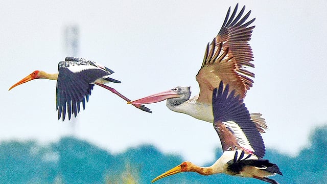 An endangered species of a bird, Spot Billed Pelican of Grey Pelican (Chitithunti Gaganber in Bangla), spotted in Rajshahi on 10 October, after more than 200 years. The photo taken by Hasnat Roni from a char of Padma river in Rajshahi city.