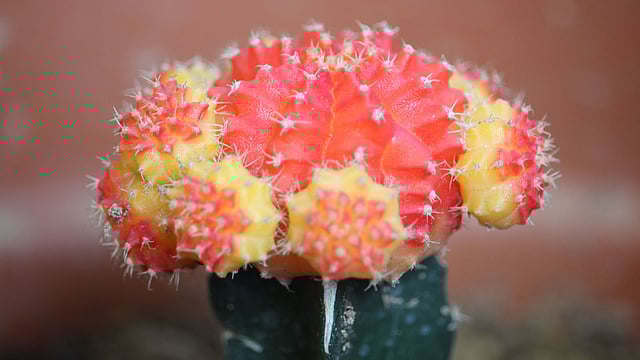 Colorful cactus in the hills. The picture was taken at Pankhaichhara of Khagrachhari district. Photo: Nirob Chowdhury