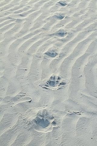 Royal Bengal Tiger paw prints on the char. Photo: Collected