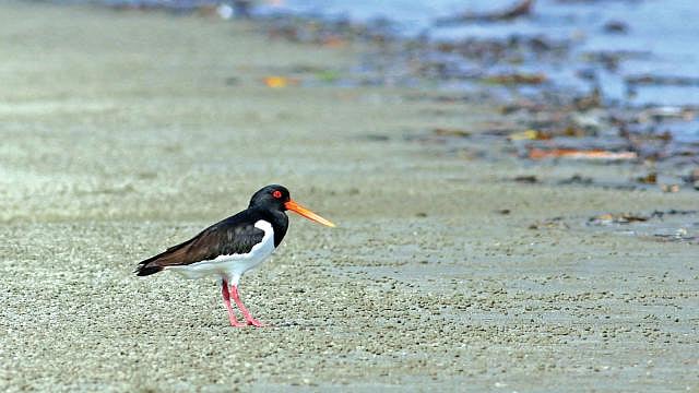A recent photo of the new char area in Hiron Point, Sundarbans, shows the near extinct Eurasian oystercatcher. Photo: Monirul H. Khan