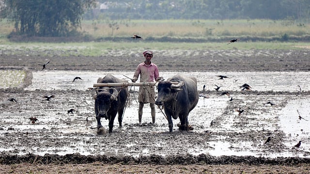 A flock of Drongo fly to catch moths comes out of the ground as a farmer levels his field before plantation in Naudapara, Pabna on 15 February. Photo: Hasan Mahmud