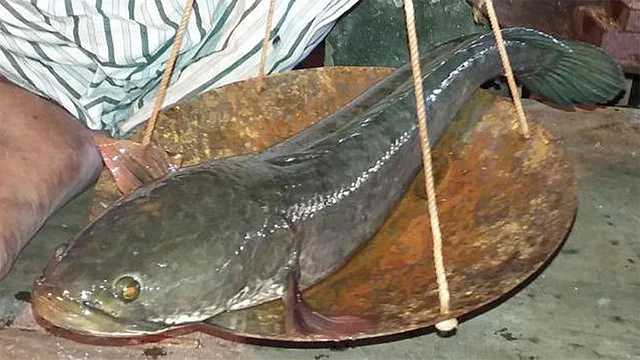 A taki fish is being sold at a market of Goalanda upazila of Rajbari. Prothom Alo file photo