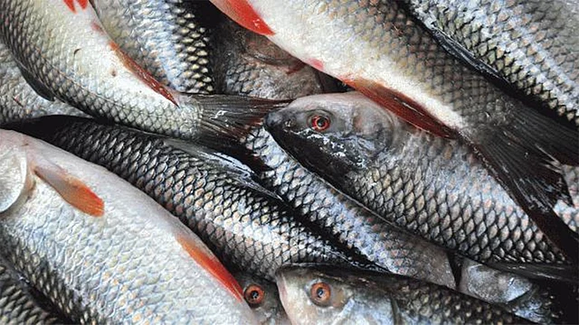 Fresh fishes. Prothom Alo file photo
