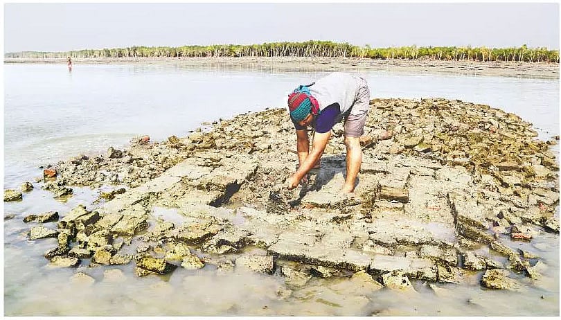 Archaeologist Mohammad Sohrabuddin of Comilla University is busy excavating settlement traces in the Sundarbans that might be around 1,500 years old. Photo: Ehsan-ud-Daula