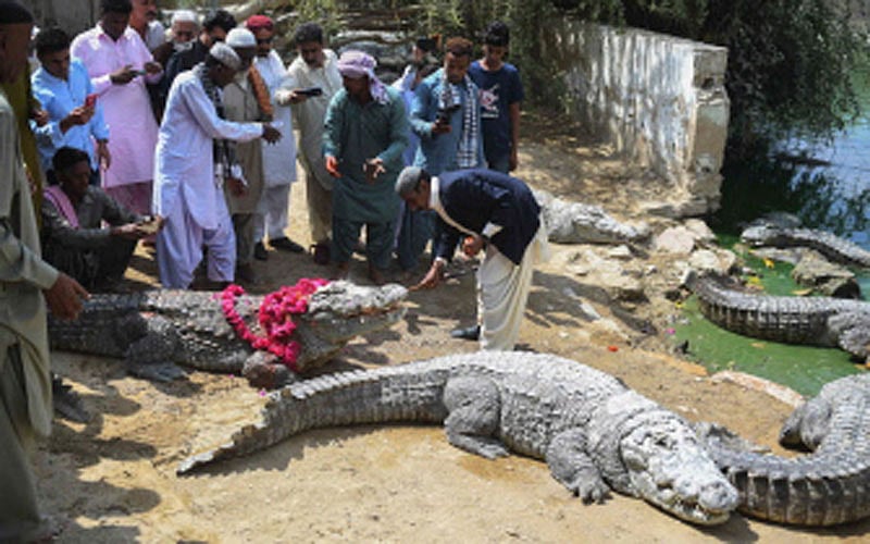 In this photograph taken on March 4, 2018 Sajjad Burfat (R), the custodian of sacred crocodiles, feeds frankinsense-smoked meat to a crocodile next to a pond at the shrine of Sufi Hasan-al-Maroof Sultan Manghopir, during the Sheedi Mela or crocodiles festival, on the outskirts of Karachi. Photo : AFP